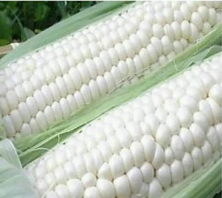 Green Soft Maize; pc