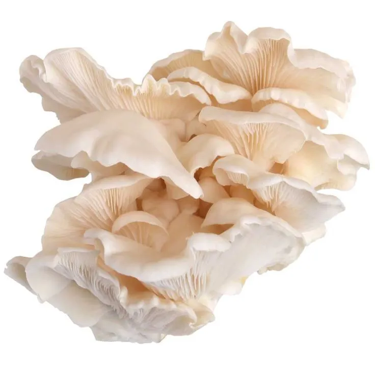 Oyster Mushrooms/Punnet