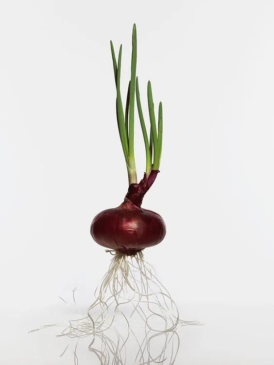 Red Salad Onion