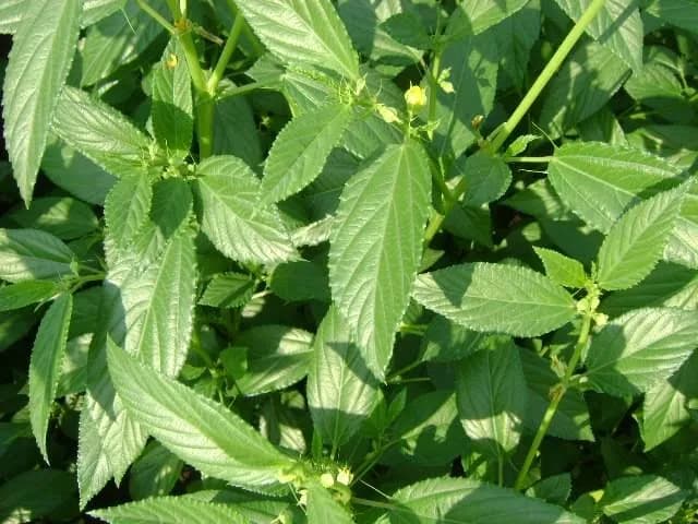 Mrenda / Jute Mallow