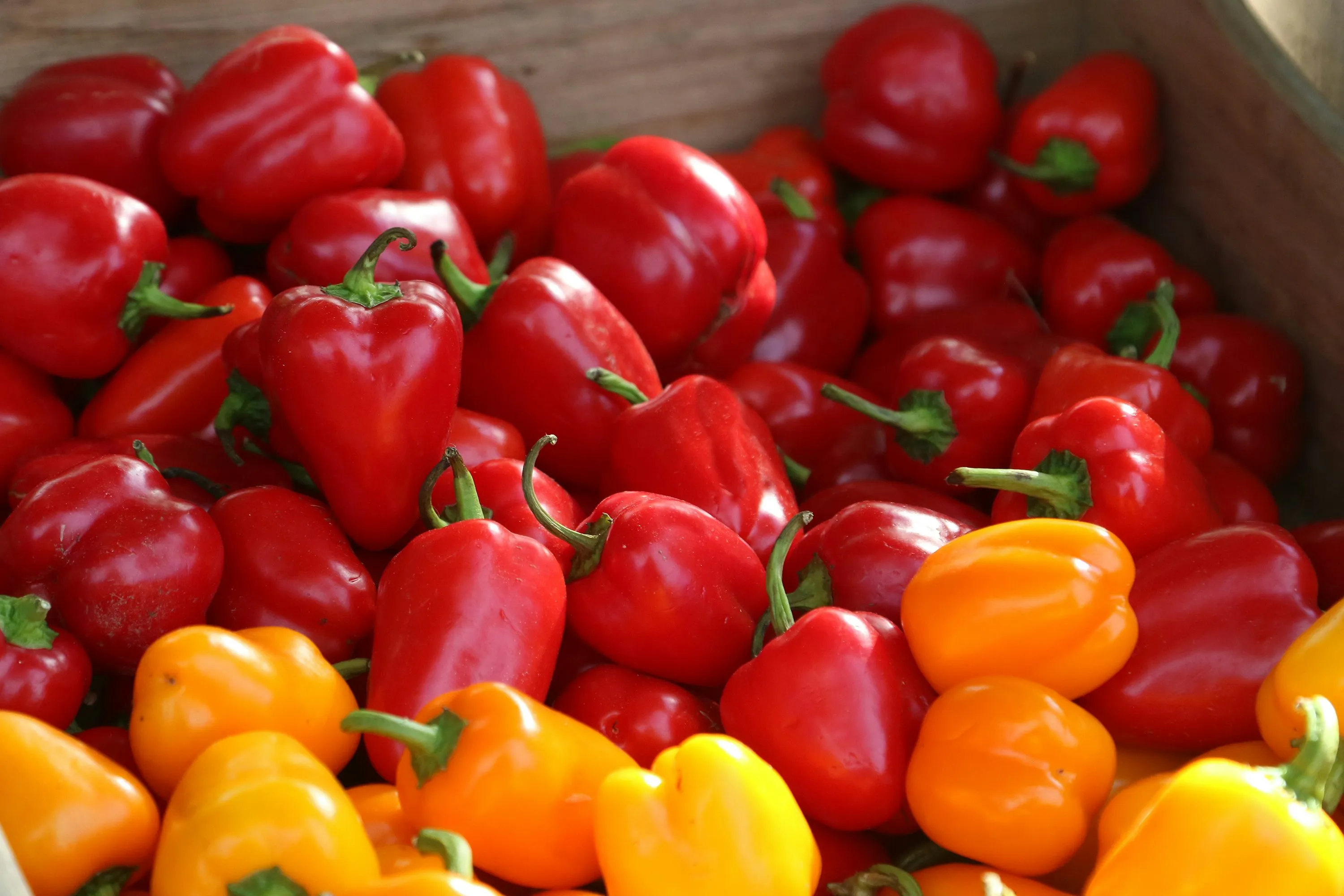 Colored Capsicums