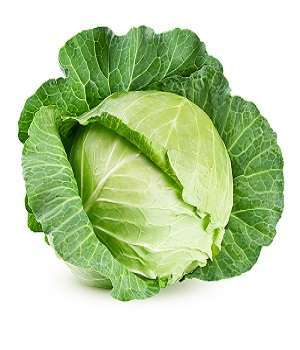 Cabbage