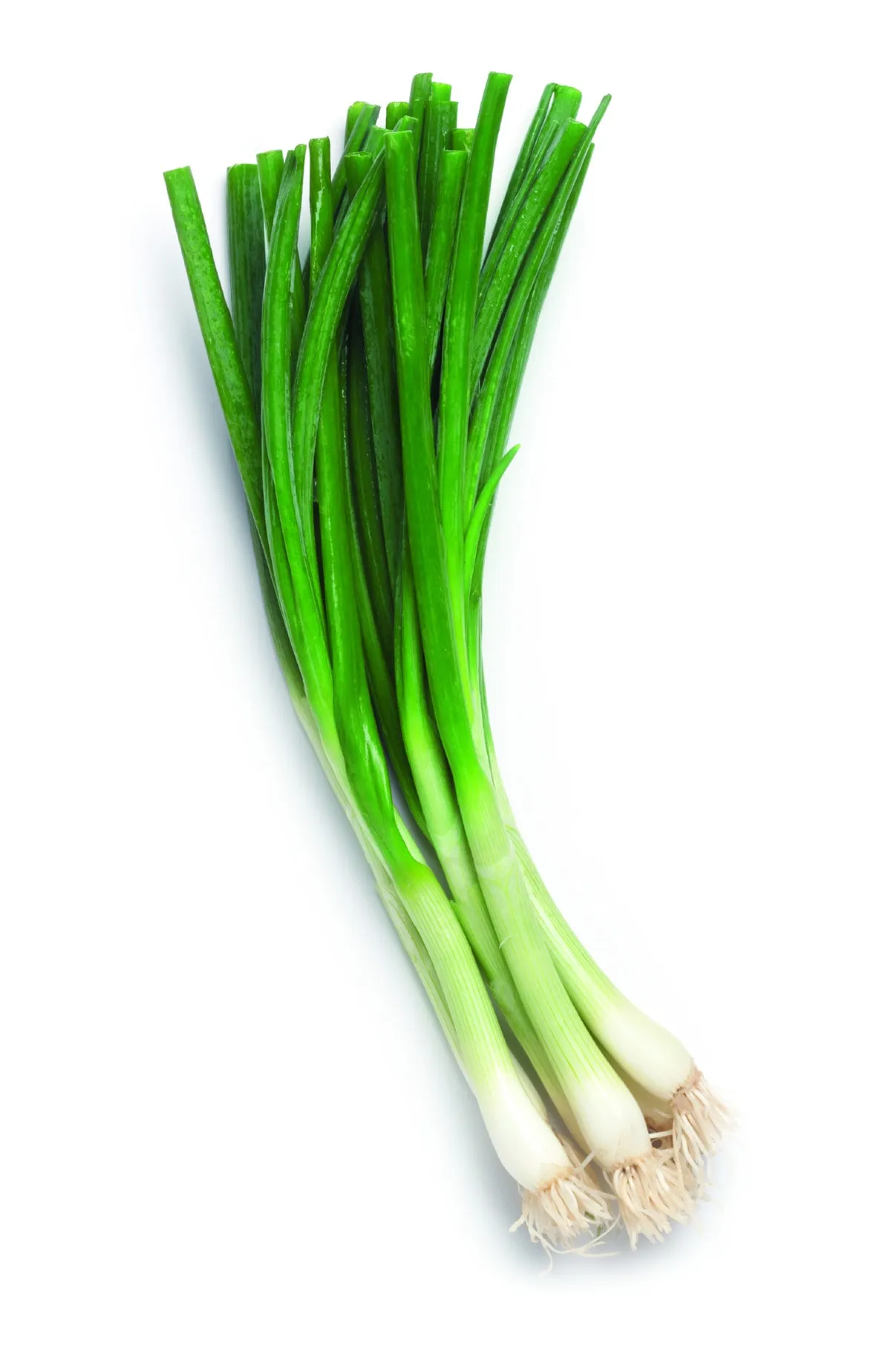 Spring Onion