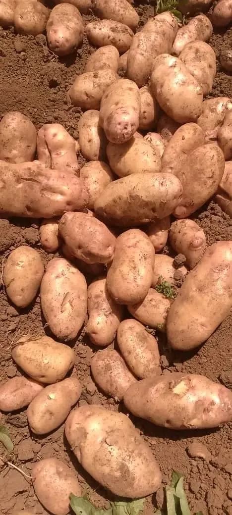 POTATOES